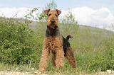 AIREDALE TERRIER 148